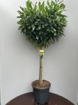 Prunus l. 'Caucasica', kroon