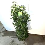 Prunus lusitanica 'Angustifolia'