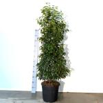 Prunus lusitanica 'Angustifolia'