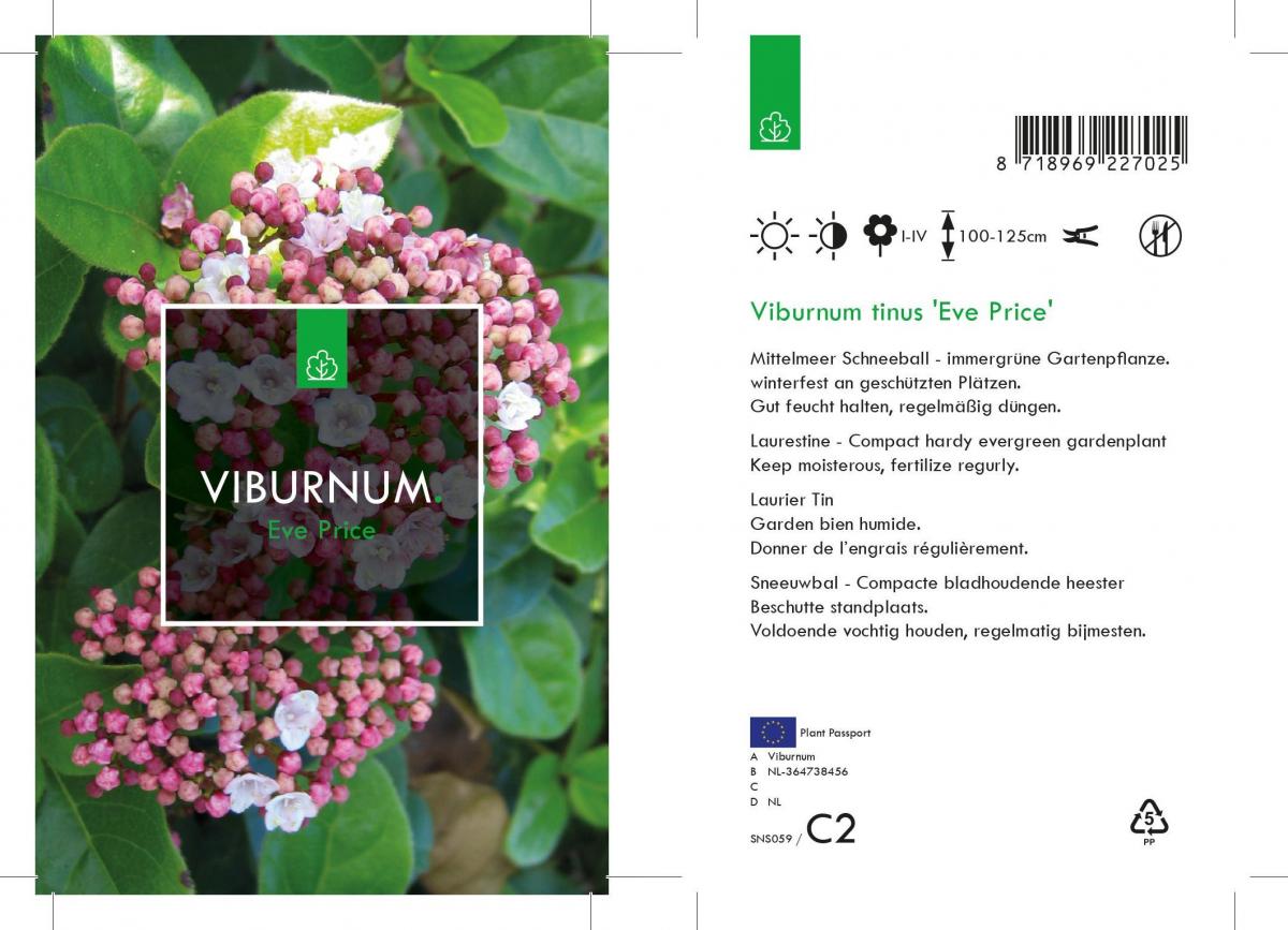 Viburnum tin. 'Eve Price', 20-25