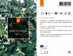 Sarcococca confusa