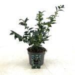 Sarcococca confusa