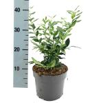 Sarcococca confusa