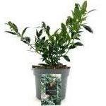 Sarcococca confusa