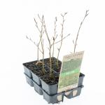 Fagus sylvatica