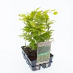 Fagus sylvatica