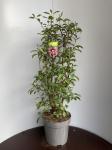 Viburnum bodn. 'Dawn'