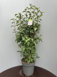 Viburnum bodn. 'Dawn'