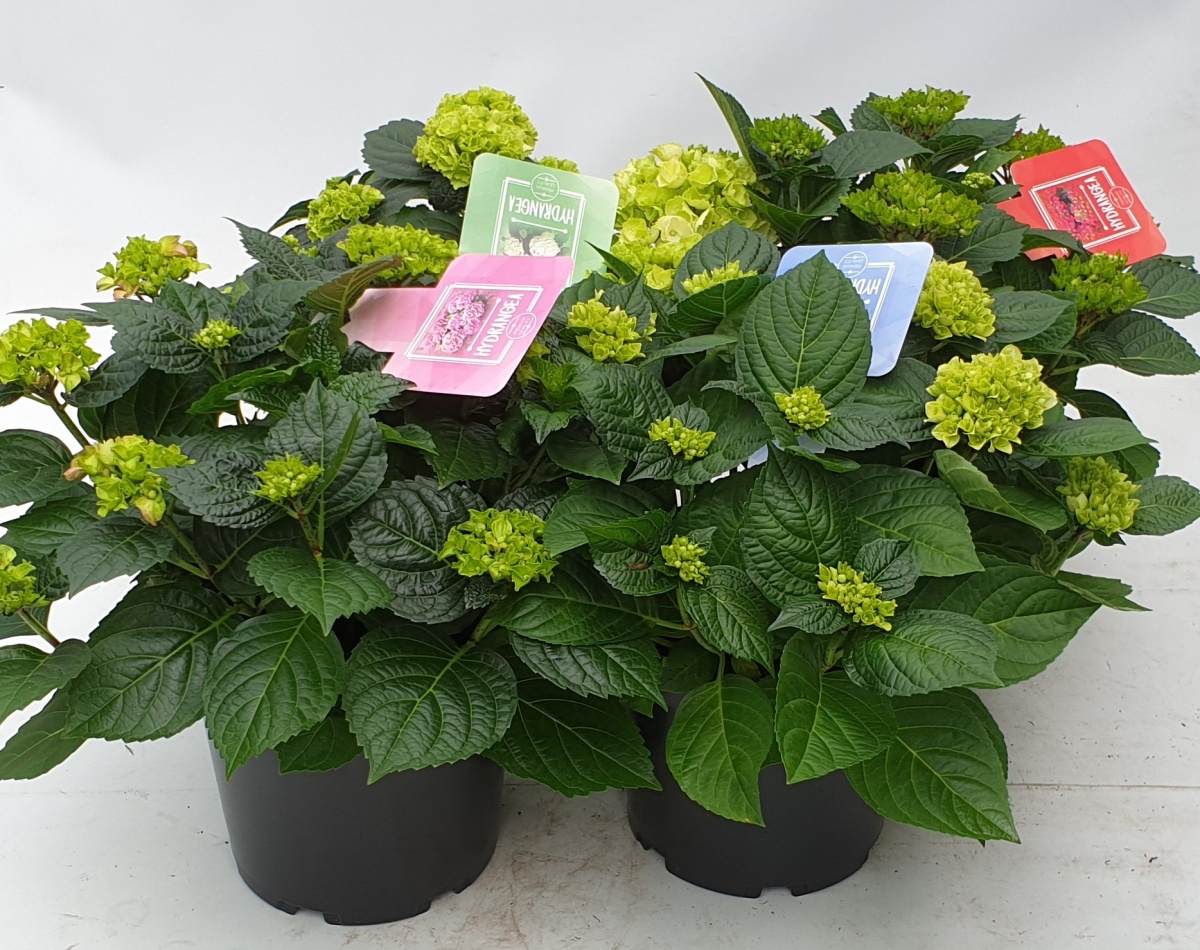 Hydrangea macrophylla