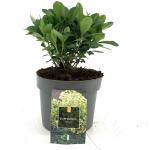 Euphorbia amygdal. robbiae