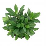 Euphorbia amygdal. robbiae