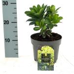 Euphorbia amygdal. robbiae