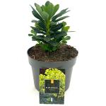 Euphorbia amygdal. robbiae