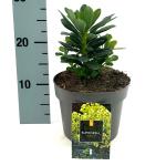 Euphorbia amygdal. robbiae