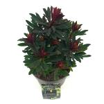 Euphorbia amygdal. 'Purpurea'