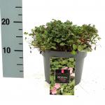 Erodium variabile 'Bishop's Form'