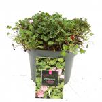 Erodium variabile 'Bishop's Form'