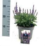 Salvia nem. Blue Bouquetta