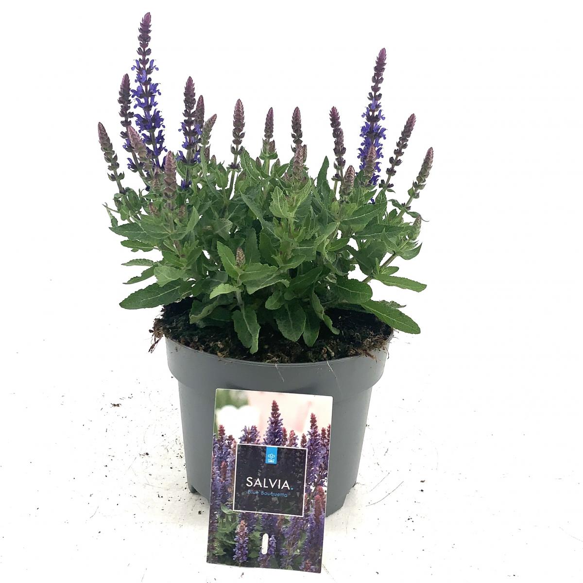 Salvia nem. Blue Bouquetta