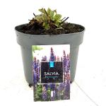 Salvia nem. Blue Bouquetta
