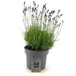 Lavandula ang. 'Hidcote'
