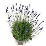 Lavandula ang. 'Hidcote'