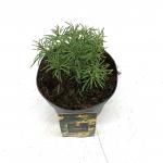 Coreopsis vert. 'Zagreb'