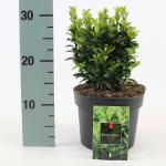Euonymus jap. 'Green Spire'