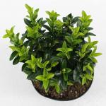 Euonymus jap. 'Green Spire'