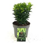 Euonymus jap. 'Green Spire'