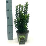 Euonymus jap. 'Green Spire'