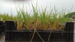 Stipa gigantea