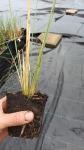 Stipa gigantea