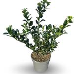 Ilex meserv. Heckenfee