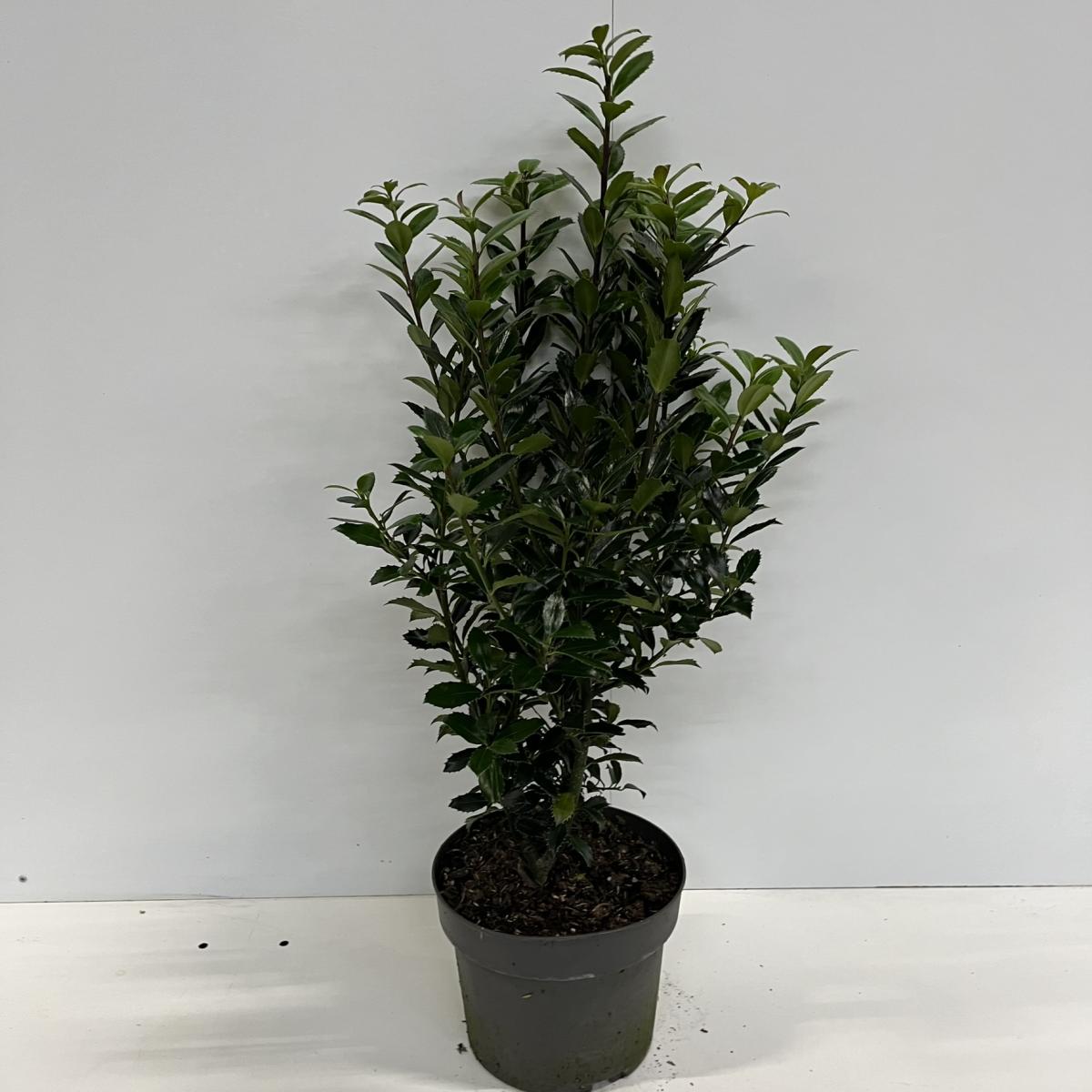 Ilex meserv. 'Heckenpracht'