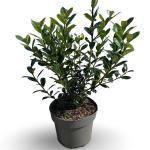 Ilex meserv. 'Heckenpracht'