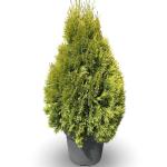 Thuja occ. Golden Smaragd