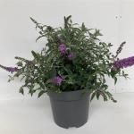 Buddleja Lilac Chip