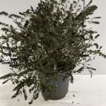 Buddleja Lilac Chip