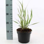 Panicum virgatum 'Heavy Metal'