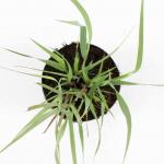 Panicum virgatum 'Heavy Metal'