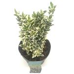 Euonymus jap. 'White Spire'