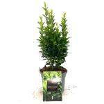 Euonymus jap. 'Green Spire'
