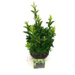 Euonymus jap. 'Green Spire'