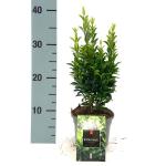 Euonymus jap. 'Green Spire'