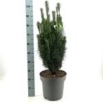 Cephalotaxus h. 'Fastigiata'
