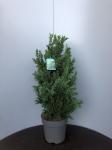 Chamaecyparis o. 'Drath'