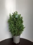 Chamaecyparis o. 'Drath'