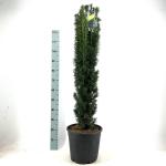 Taxus b. 'Fastigiata Robusta'