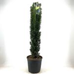 Taxus b. 'Fastigiata Robusta'